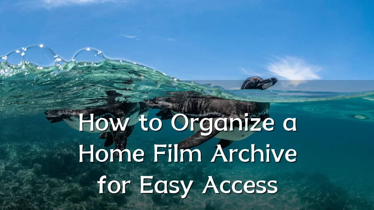 How to Organize a Home Film Archive for Easy Access