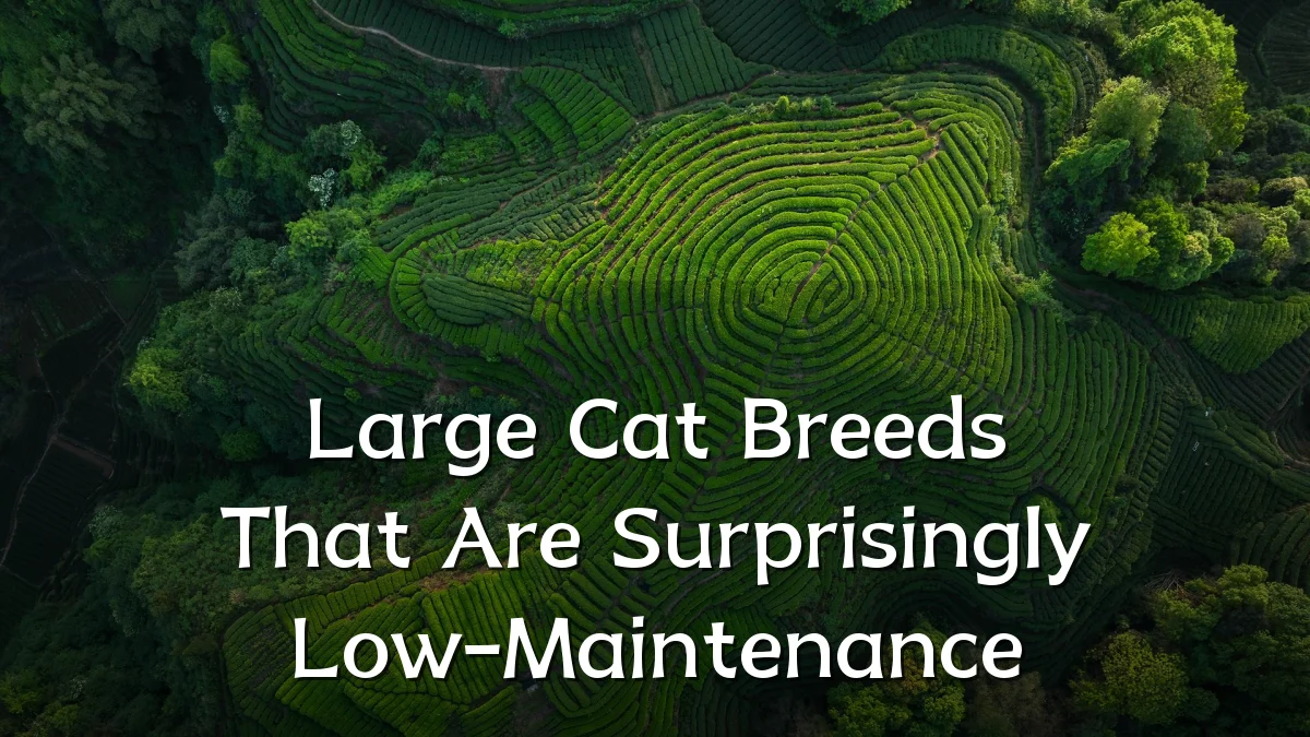 Large Cat Breeds That Are Surprisingly Low-Maintenance
