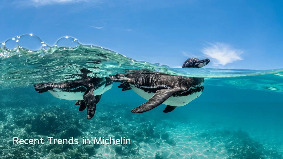 Recent Trends in Michelin